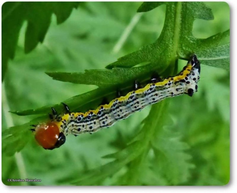 Moth Caterpillar (Pyrrhia) on tansy