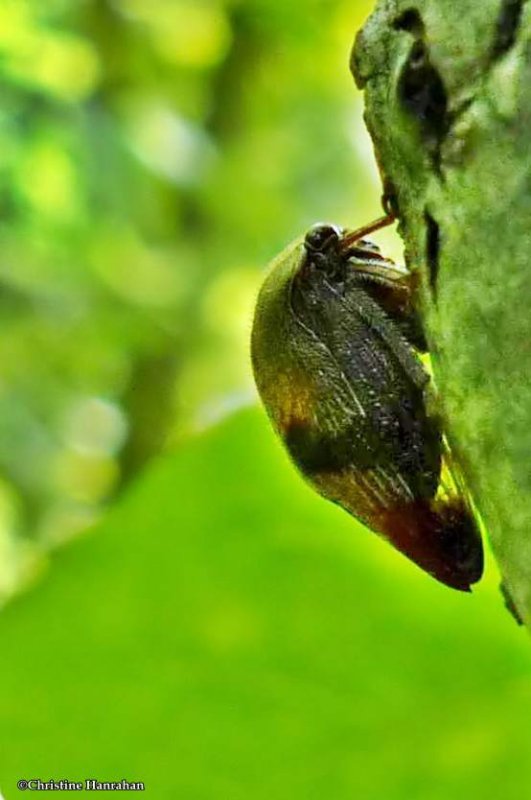 Treehopper (Carynota mera)