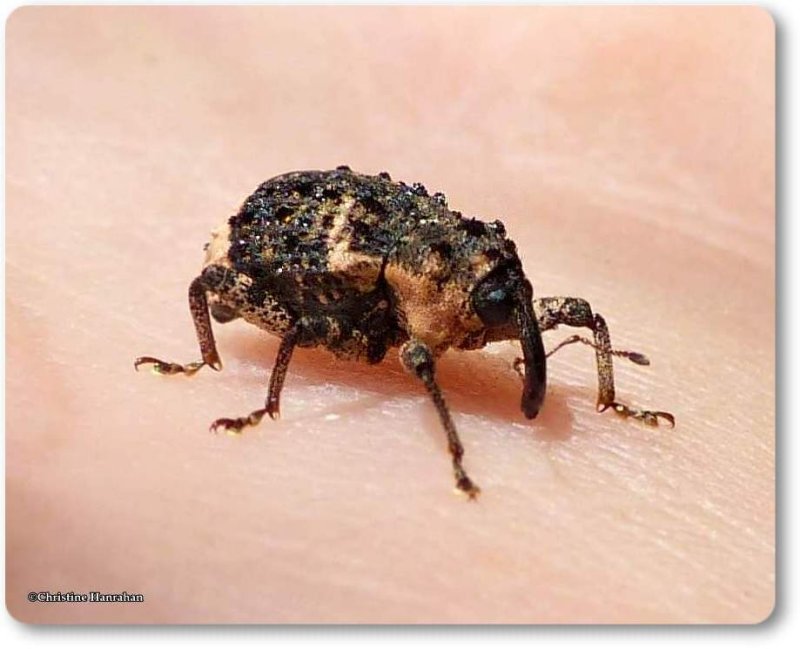 Willow weevil (Cryptorhynchus lapathi)