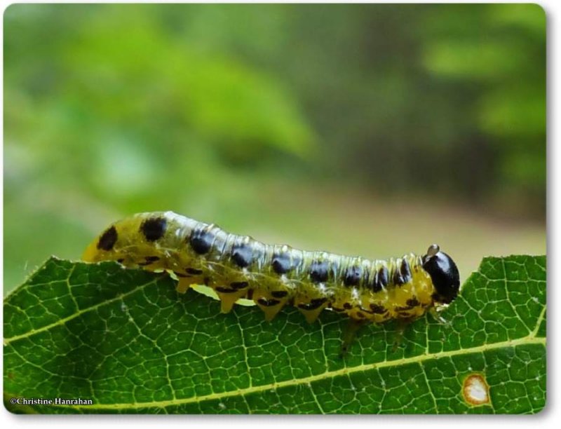Dusky birch sawfly larva (<em>Craesus latitarsus</em>)