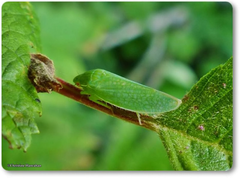 Leafhopper (Gyponana sp.)