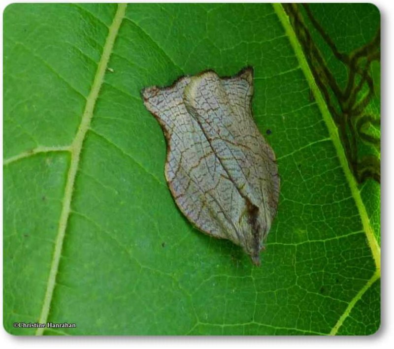 Omnivorous leafroller moth (<em>Archips purpurana</em>), #3658