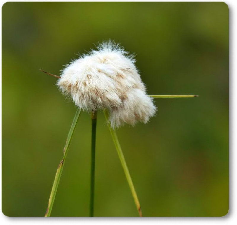 Cotton-grass (Eriophorum sp.)