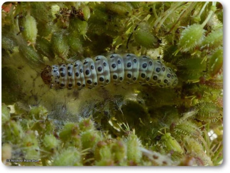 Carrot seed moth caterpillar  (<em>Sitochroa palealis</em>), #4986.1