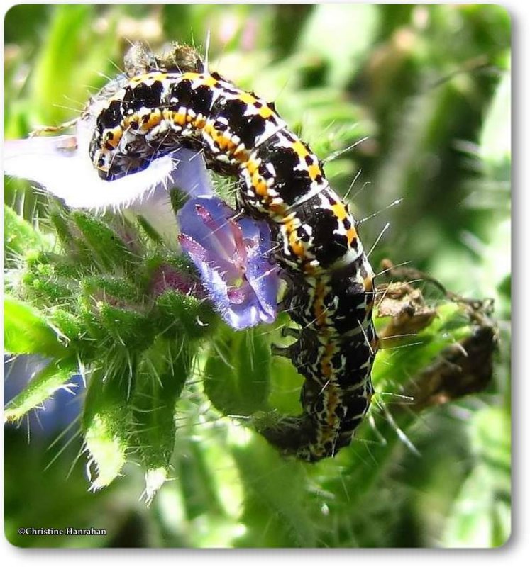 Viper's Bugloss Caterpillar (Ethmia bipunctella), #0986