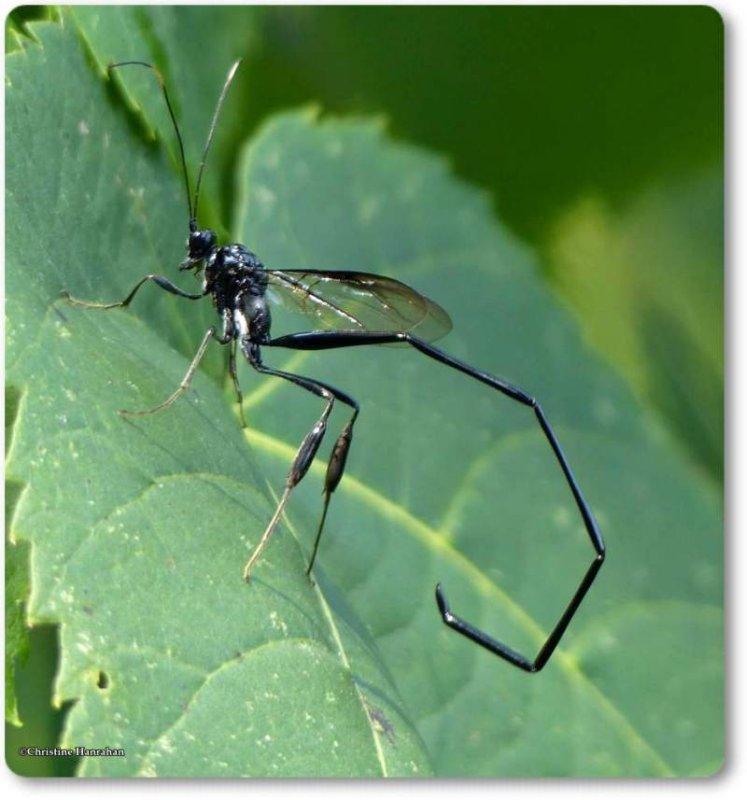 Pelecinid wasp (pelecinus polyturator), female