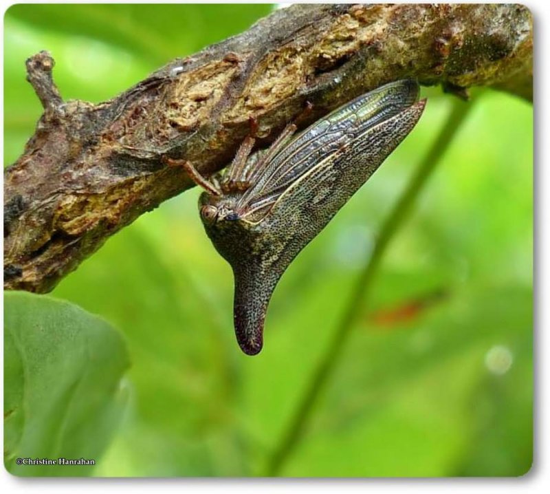 Treehoppers  (Genus: Thelia)