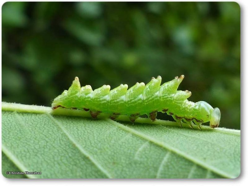 Double toothed prominent caterpillar (Nerice bidentata), #7929