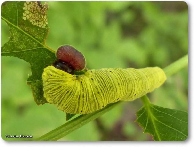 Silver-spotted skipper caterpillar (Epargyreus clarus)