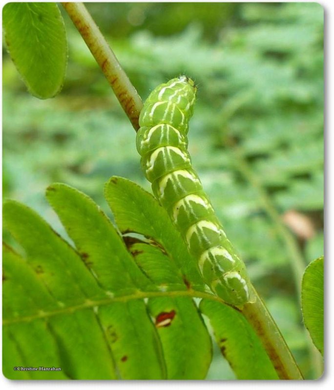 Silver-spotted fern moth caterpillar (Callopistria cordata), #9633