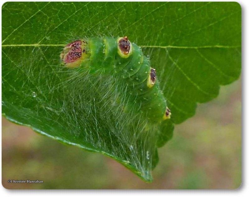 Ochre dagger moth caterpillar (Acronicta morula),#9236