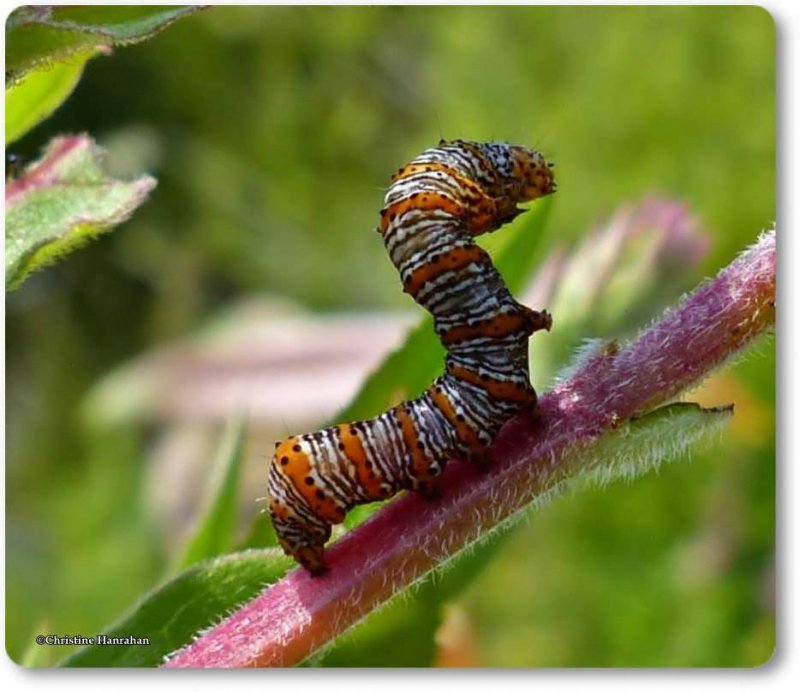 Pearly Wood-nymph caterpillar (Eudryas unio), #9299
