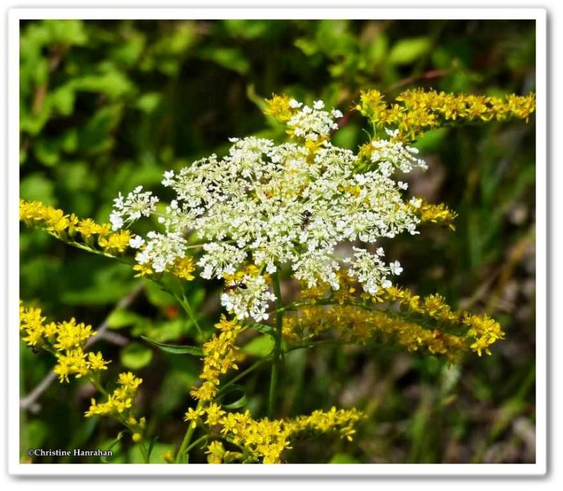 Queen anne's lace and Canada goldenrod