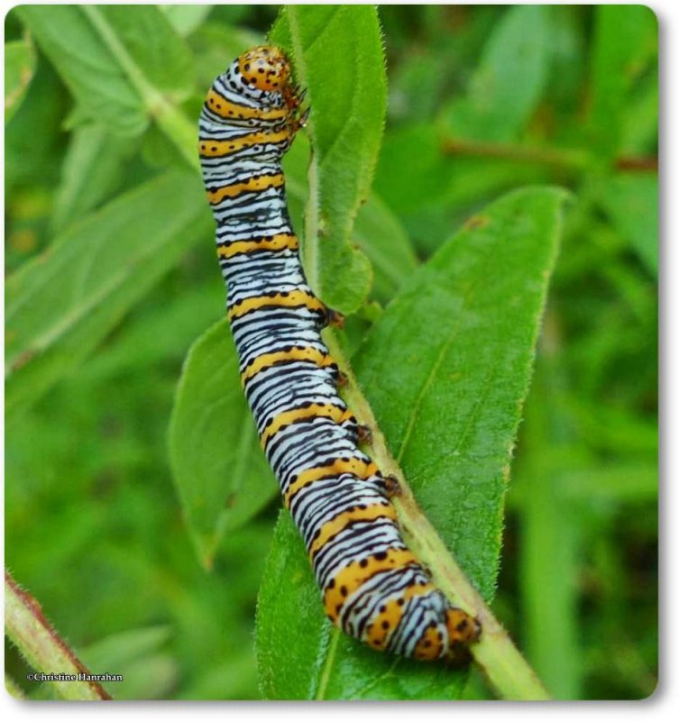 Pearly Wood-nymph caterpillar (Eudryas unio), #9299
