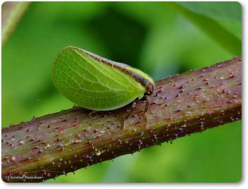 Planthopper (Acanalonia)