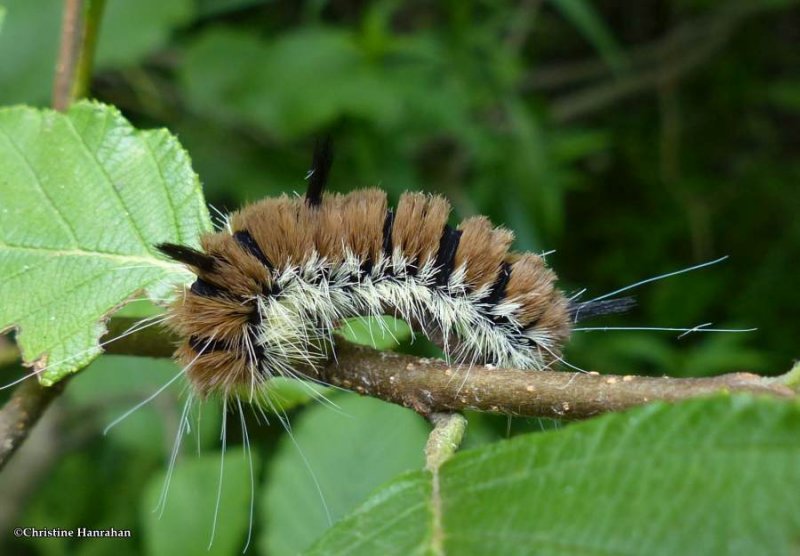 Fingered dagger moth caterpillar (Acronicta dactylina), #9203