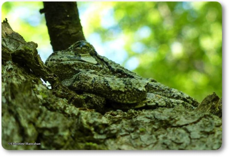 Perfect camouflage:  Grey treefrog (Hyla versicolor)