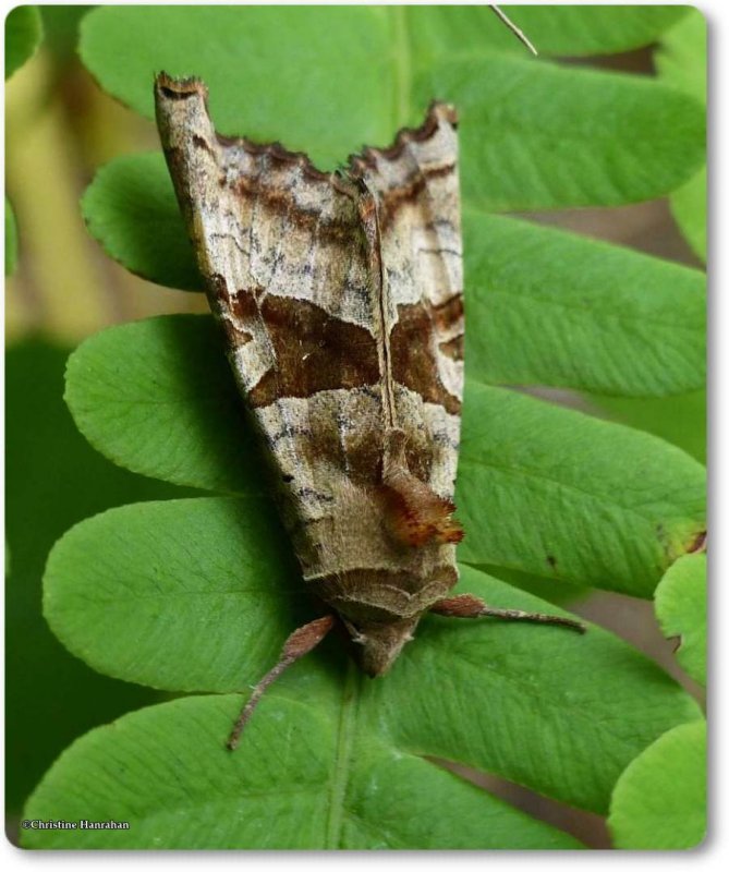 Brown Angle Shades moth (Phlogophora periculosa), #9547