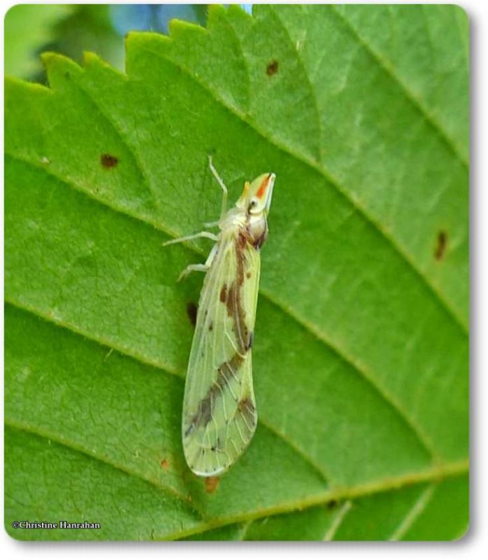 Planthopper, Derbid (Otiocerus woflii)