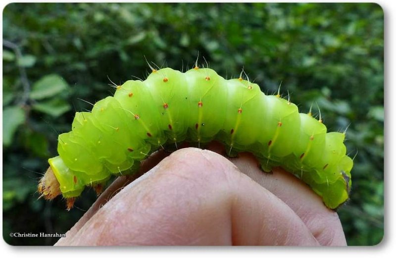 Polyphemus moth caterpillar (Antheraea polyphemus), #7757