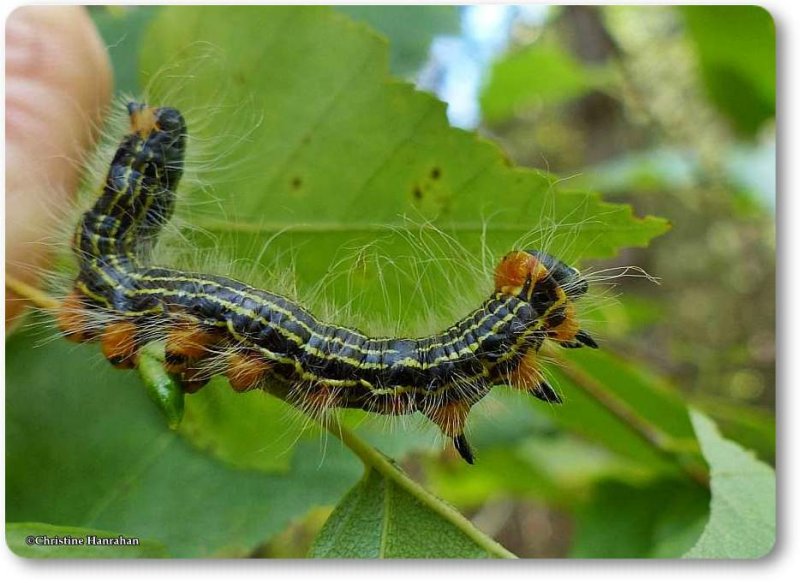 Yellow necked  caterpillar (Datana ministra), #7902