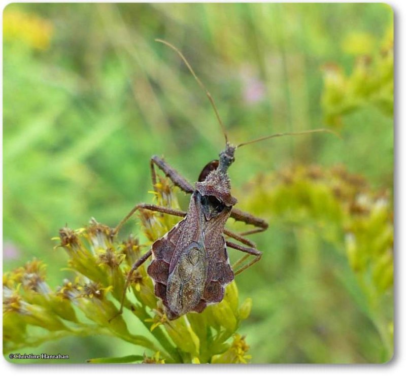 Assassin bug, Spined (Sinea diadema)