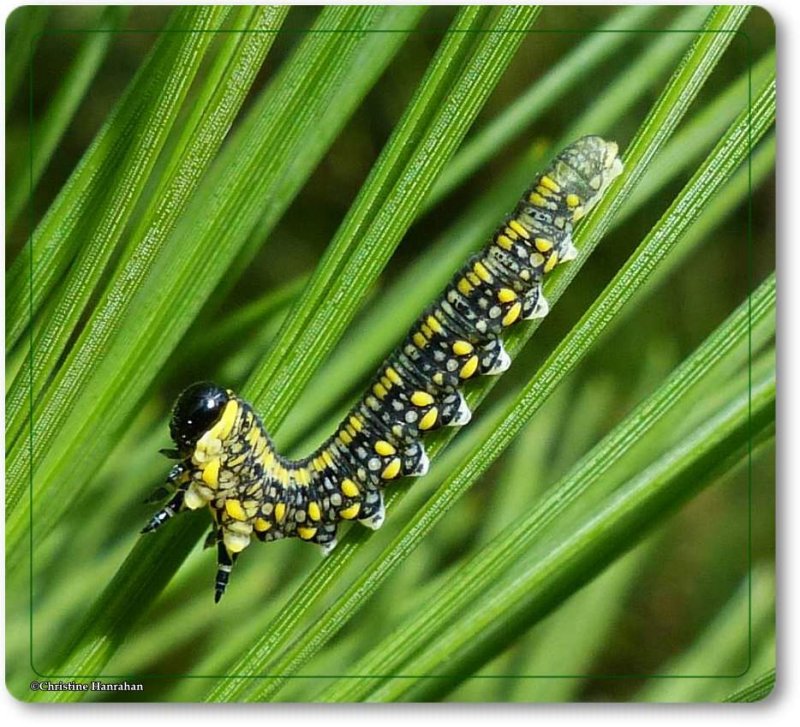 Introduced Pine sawfly  (Diprion similis)
