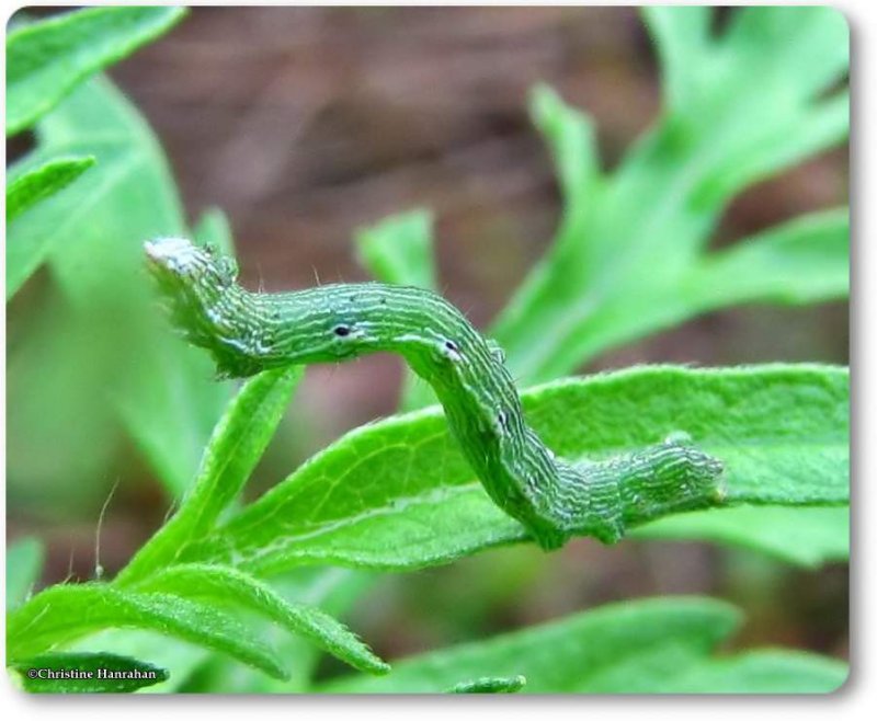 Olive-shaded bird-dropping moth caterpillar (<em>Ponometia candefacta</em>), #9090