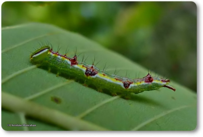Prominent caterpillar species (Lochmaeus)