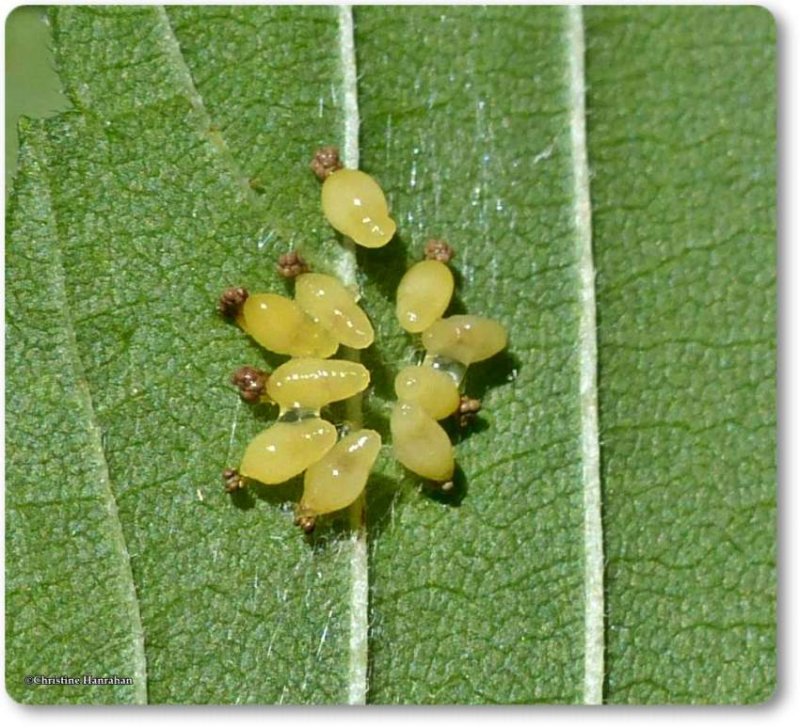 Chalcidid wasp cocoons (Eulophus sp.)