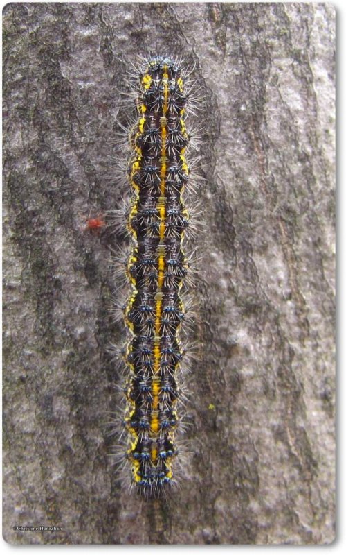 Leconte's haploa caterpillar (Haploa lecontei), #8111