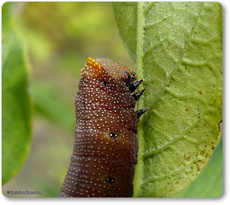 Snowberry clearwing caterpillar  (<em>Hemaris diffinis</em>), #7855