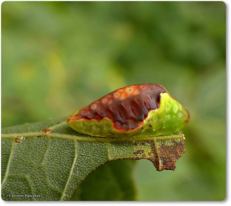 Red-crossed button slug caterpillar (Tortricidia pallida), #4653