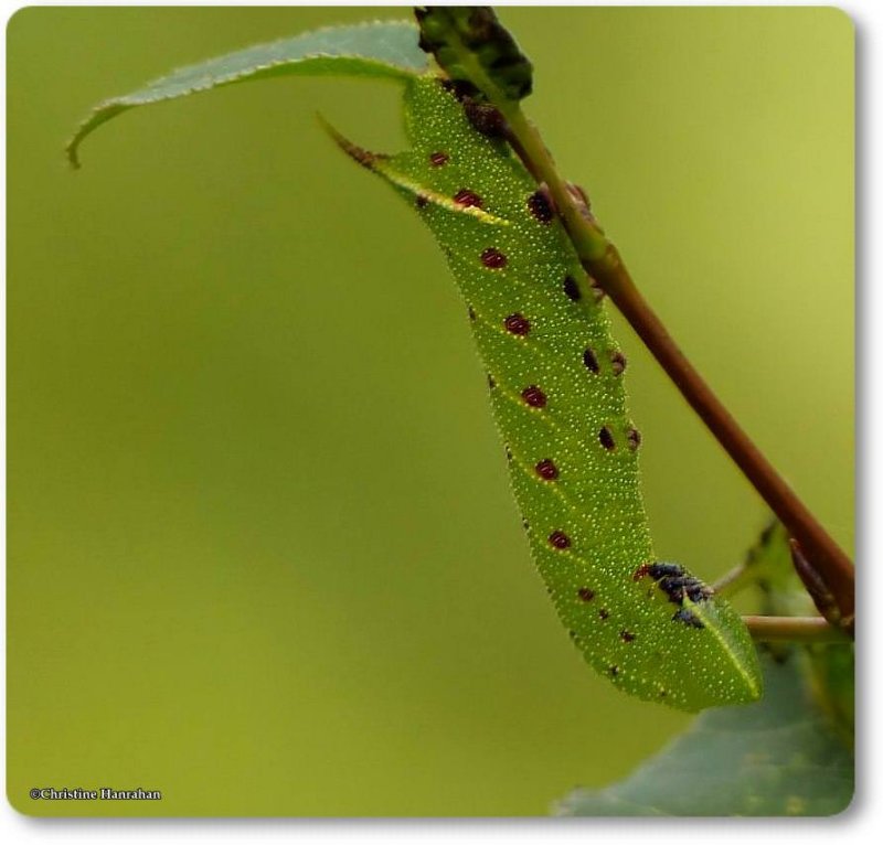 Blinded sphinx caterpillar (Paonias excaecathus), #7824