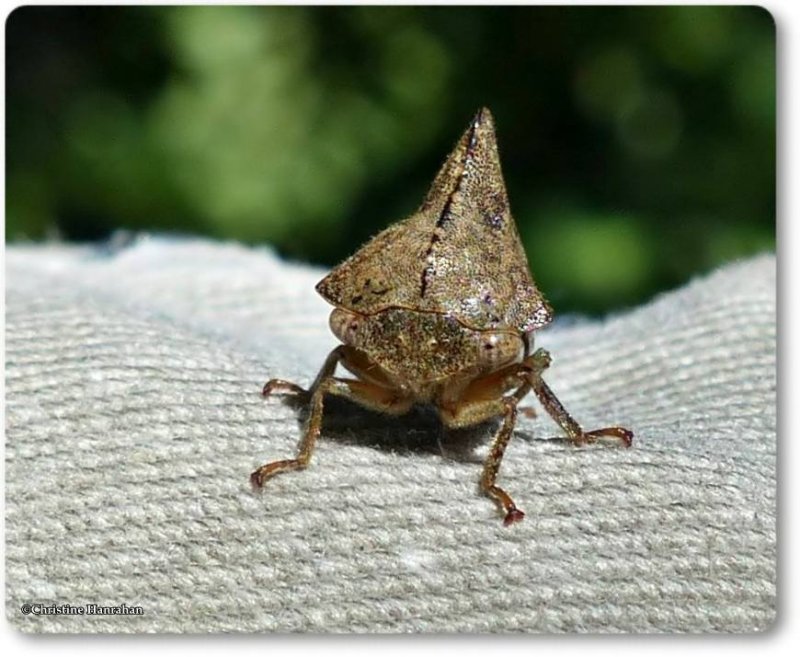 Treehopper (Telamona spreta</em)