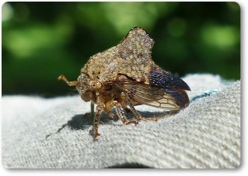 Treehopper (Telamona spreta)