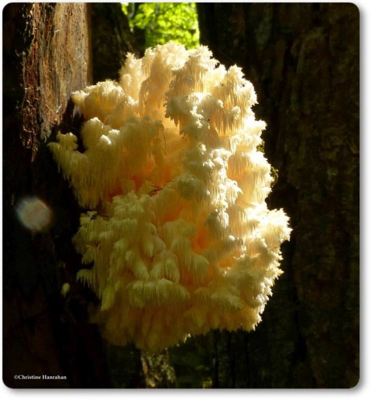 Tooth fungus (Hericeaceae)