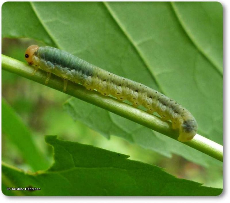 Sawfly larva