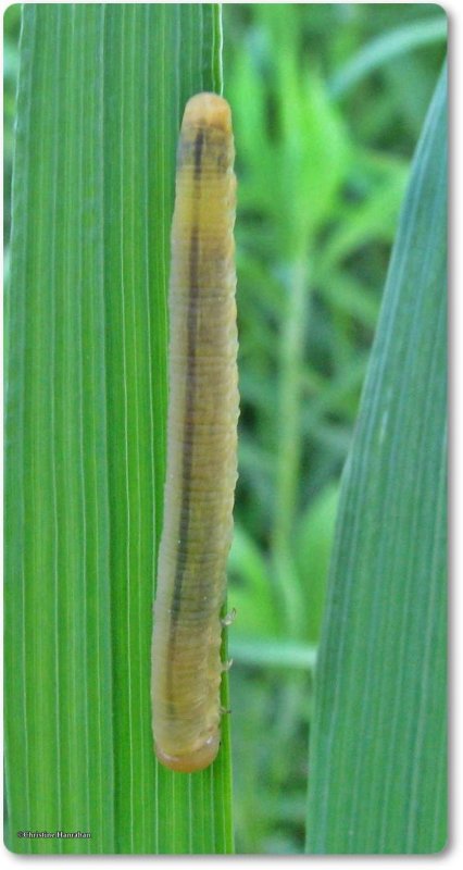 Sawfly larva, possibly Dolerus sp.