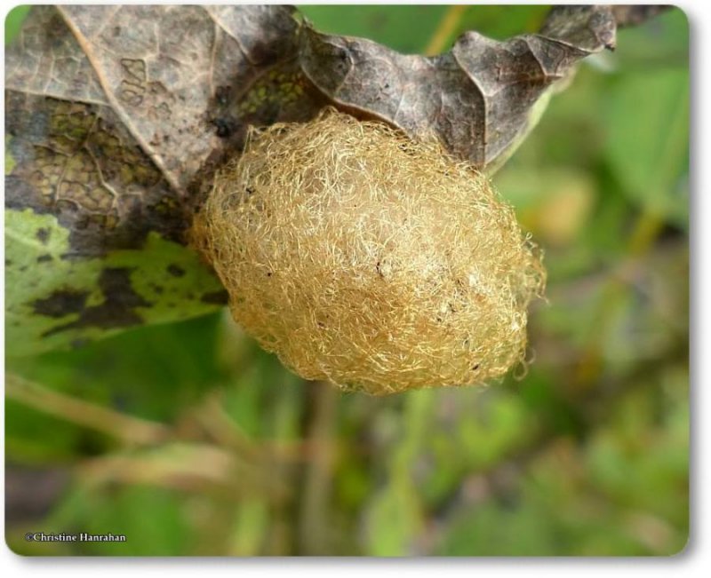 Orbweaving spider egg sac