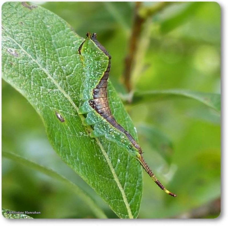 Furcula moth caterpillar (Furcula)