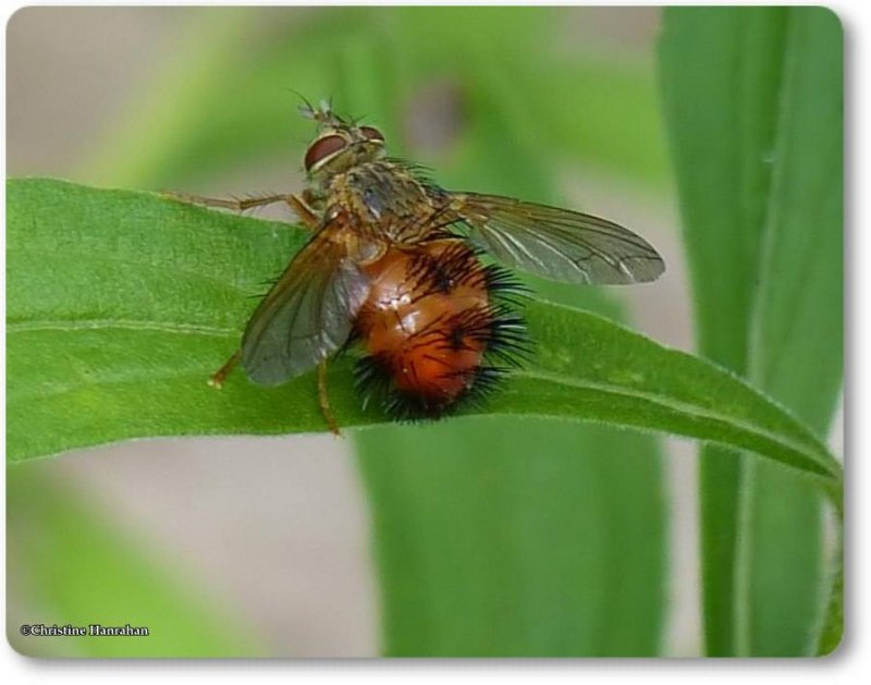 Tachinid fly (Hystricia abrupta)