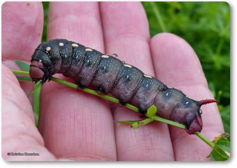 Gallium sphinx moth caterpillar (<em>Hyles gallii</em>), #7893