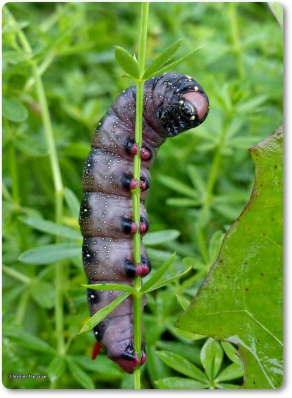 Gallium sphinx moth caterpillar (Hyles gallii), #7893