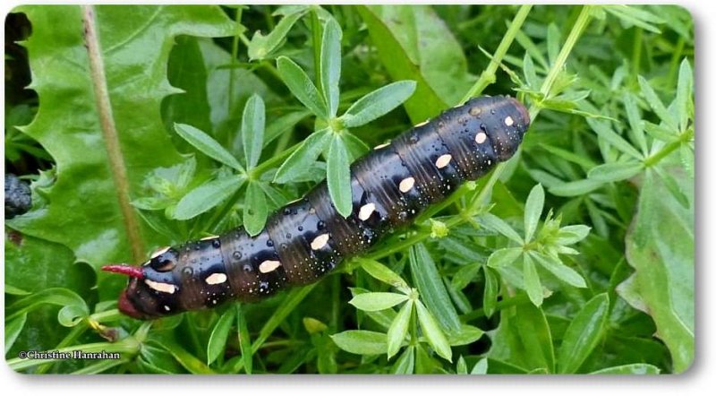 Gallium sphinx moth caterpillar (<em>Hyles gallii</em>), #7893