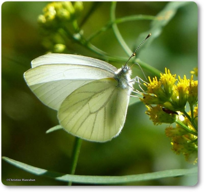 Mustard white butterfly (Pieris napi)