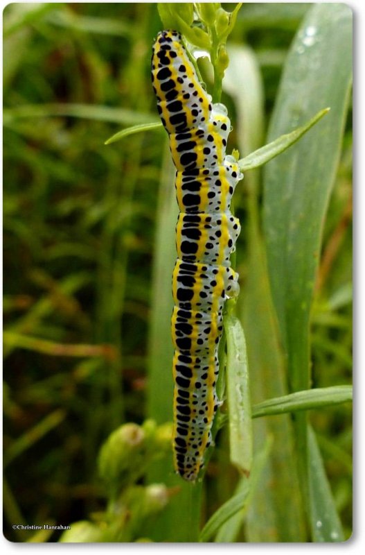 Toadflax brocade caterpillar (Calophasia lunula), #10177