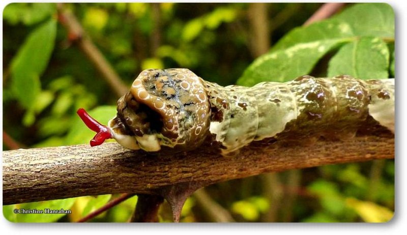 Giant Swallowtail butterfly larva (Papilio cresphontes)