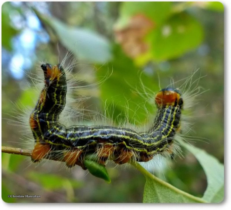Yellow-necked caterpillar (Datana ministra) #7902