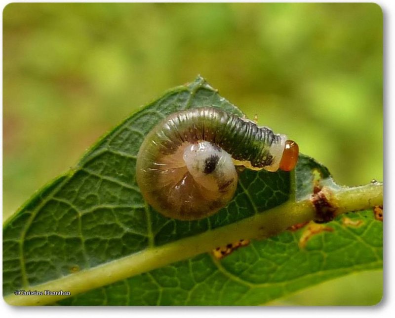 Sawfly larva (Pristophora sp.)